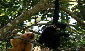 Cat Tien National Park Wild Gibbon Tour