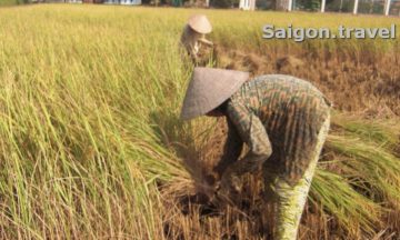 Cycling Mekong Delta day tour Cai Be - Vinh Long